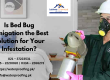 bed bug fumigation