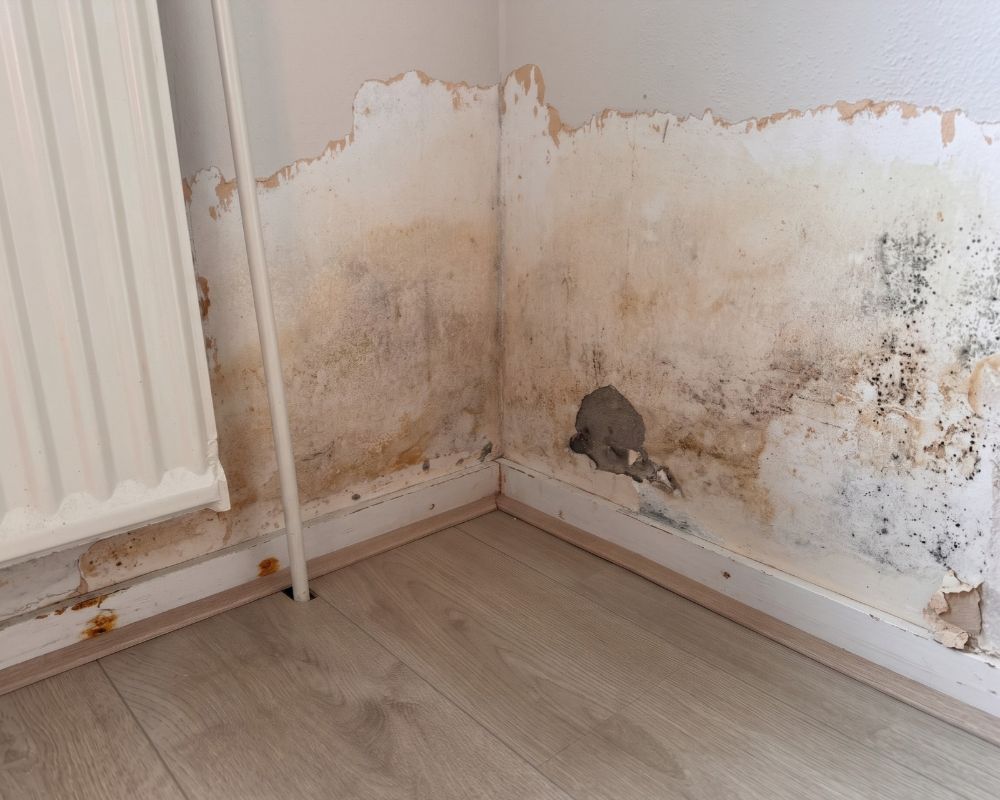 Dampness on Wall Treatment